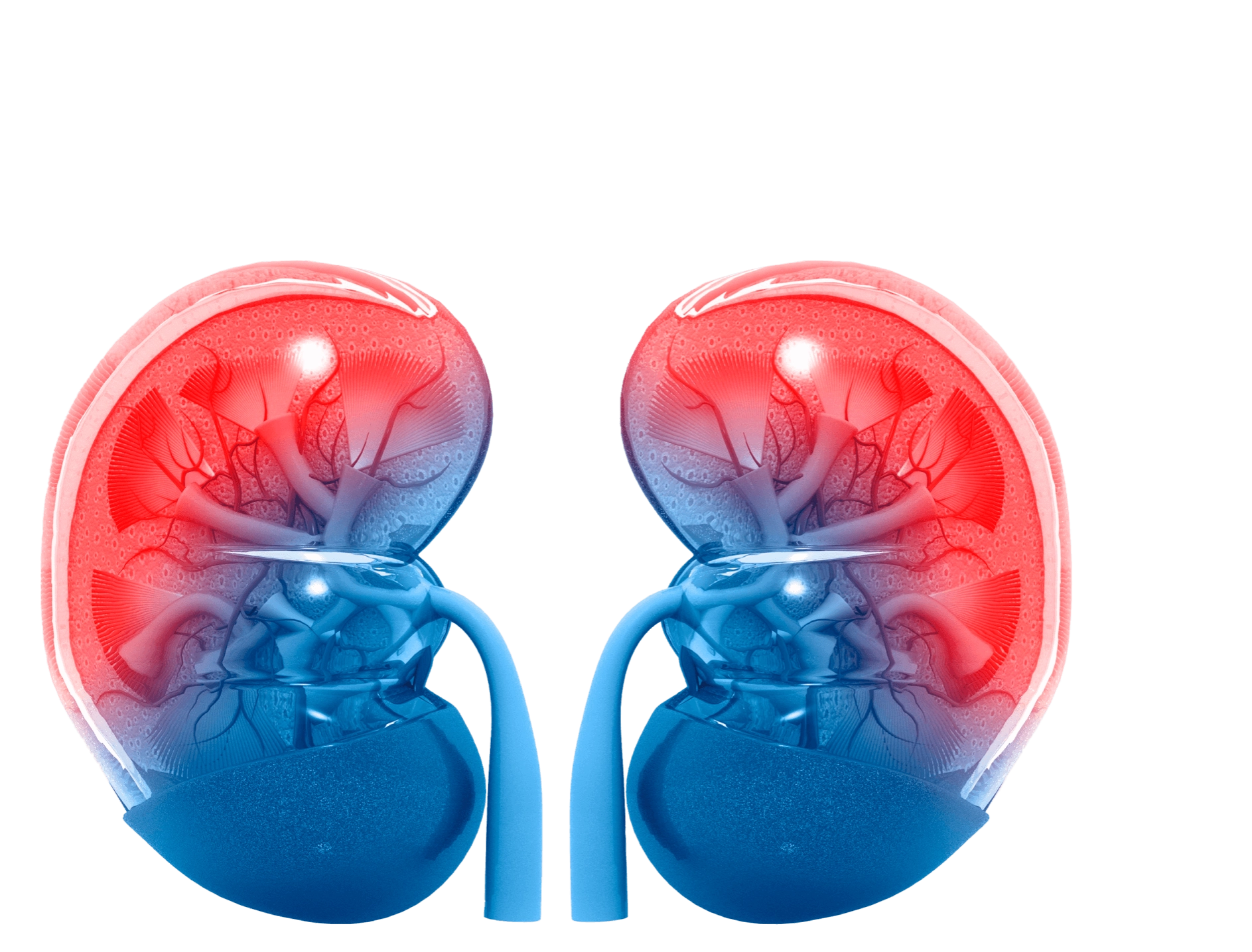 почки человека